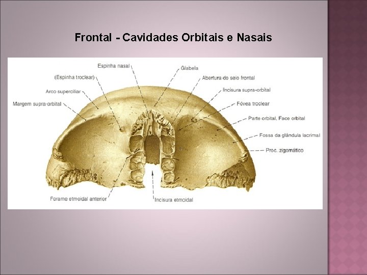 Frontal - Cavidades Orbitais e Nasais 