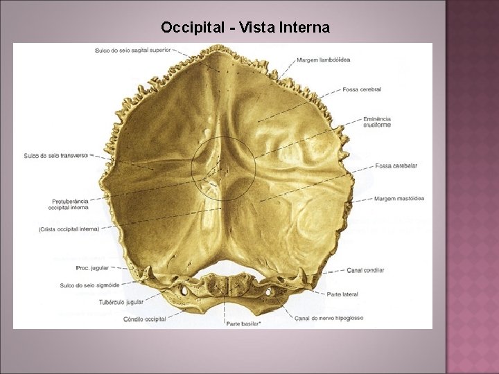 Occipital - Vista Interna 