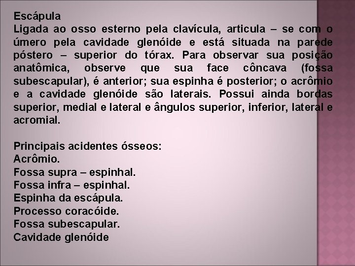 Escápula Ligada ao osso esterno pela clavícula, articula – se com o úmero pela