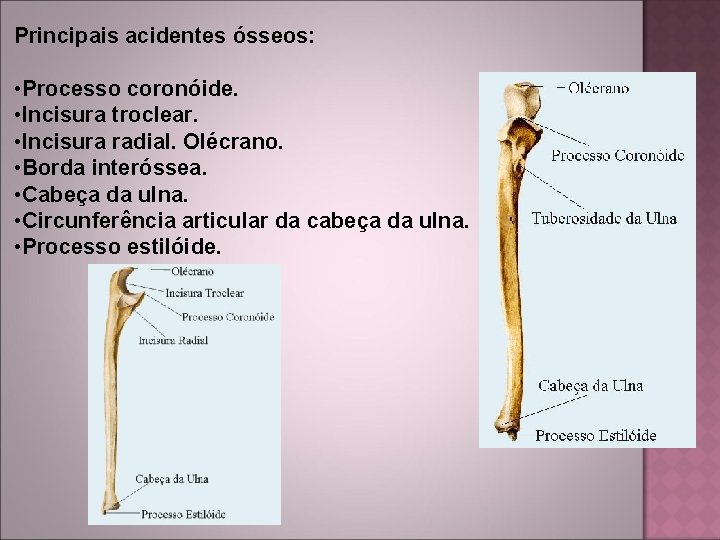 Principais acidentes ósseos: • Processo coronóide. • Incisura troclear. • Incisura radial. Olécrano. •