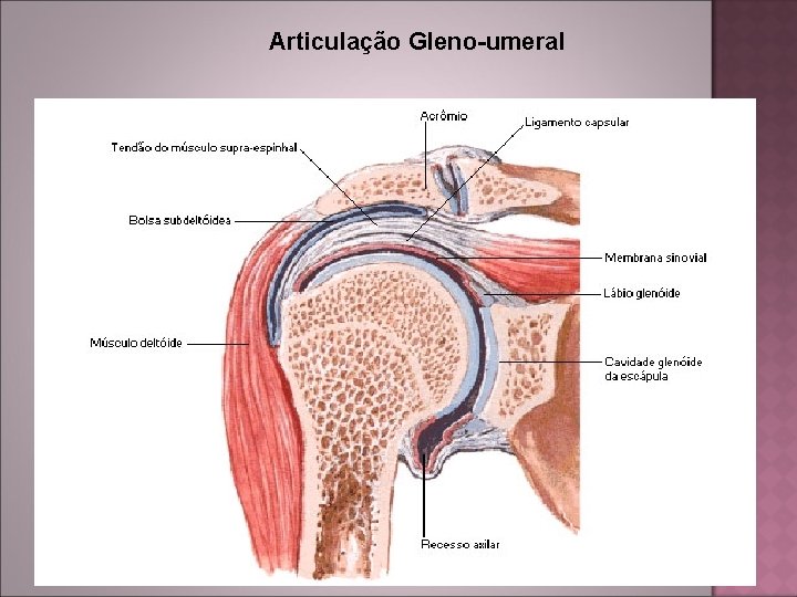 Articulação Gleno-umeral 