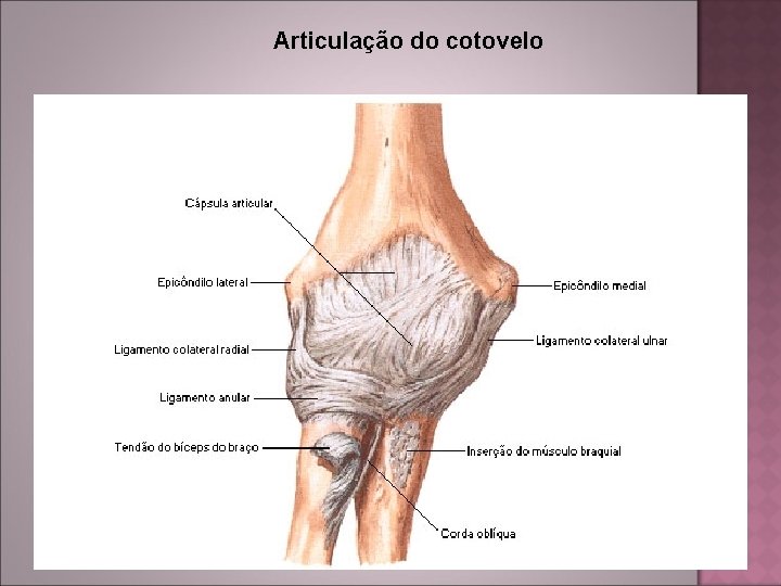 Articulação do cotovelo 