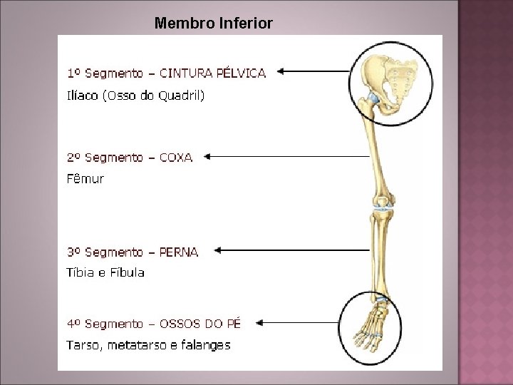 Membro Inferior 