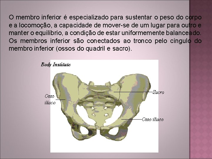 O membro inferior é especializado para sustentar o peso do corpo e a locomoção,