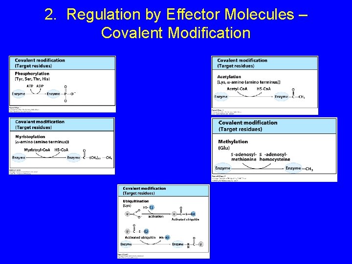 2. Regulation by Effector Molecules – Covalent Modification 