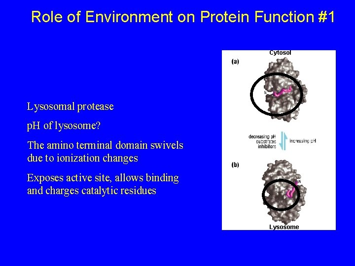 Role of Environment on Protein Function #1 Cytosol Lysosomal protease p. H of lysosome?