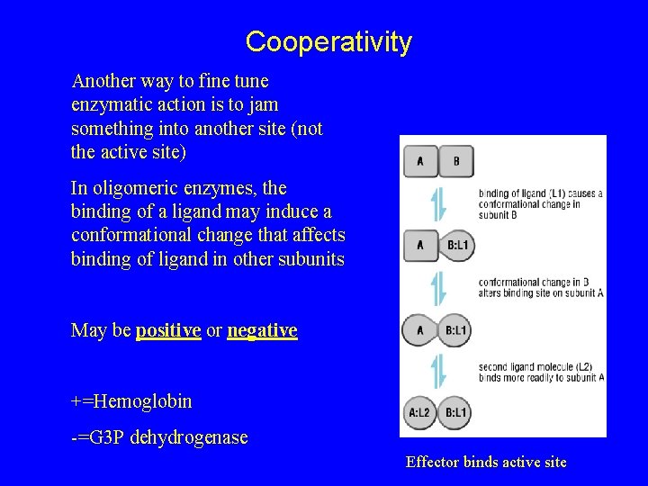 Cooperativity Another way to fine tune enzymatic action is to jam something into another