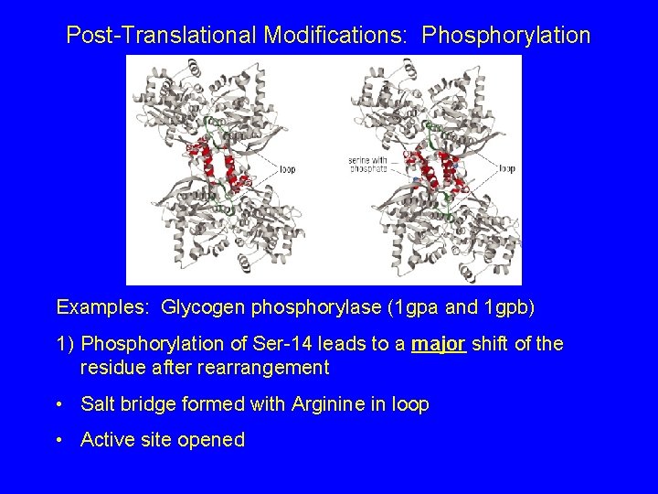 Post-Translational Modifications: Phosphorylation Examples: Glycogen phosphorylase (1 gpa and 1 gpb) 1) Phosphorylation of