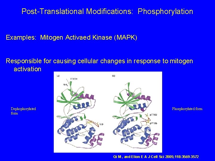 Post-Translational Modifications: Phosphorylation Examples: Mitogen Activaed Kinase (MAPK) Responsible for causing cellular changes in