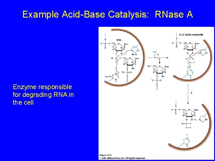 Example Acid-Base Catalysis: RNase A Enzyme responsible for degrading RNA in the cell 