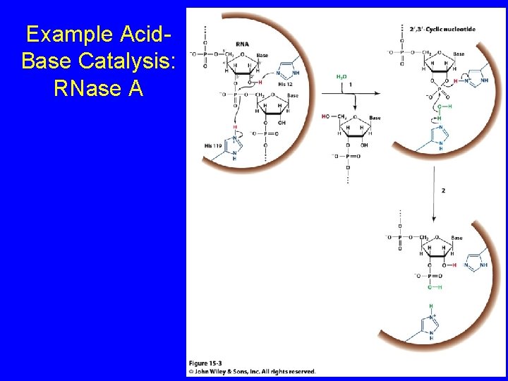 Example Acid. Base Catalysis: RNase A 