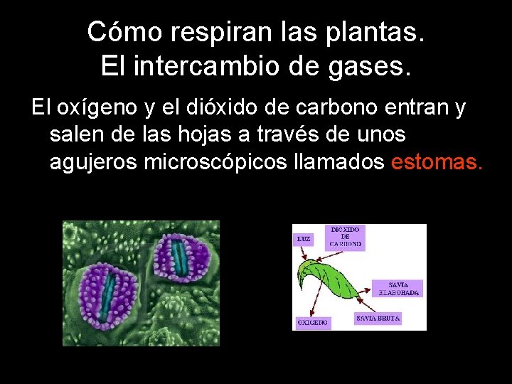 Cómo respiran las plantas. El intercambio de gases. El oxígeno y el dióxido de