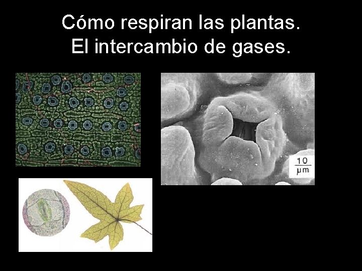 Cómo respiran las plantas. El intercambio de gases. 