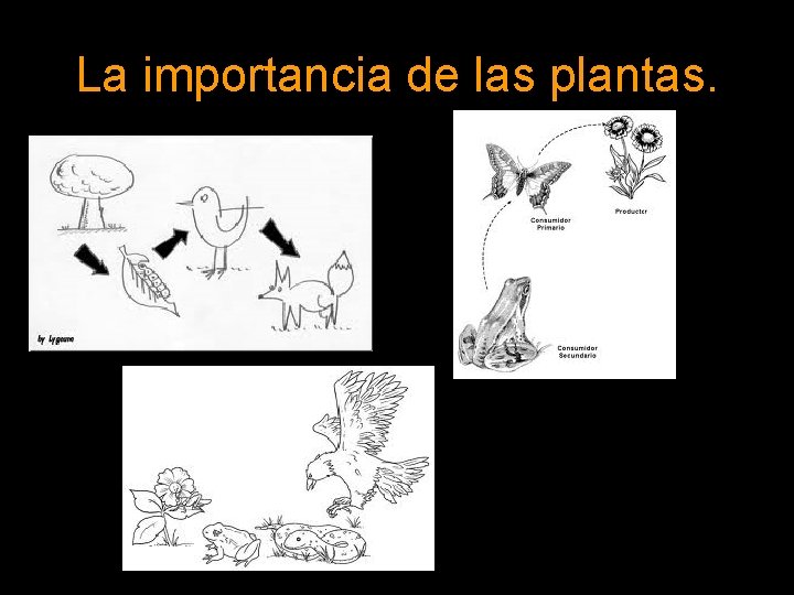 La importancia de las plantas. 