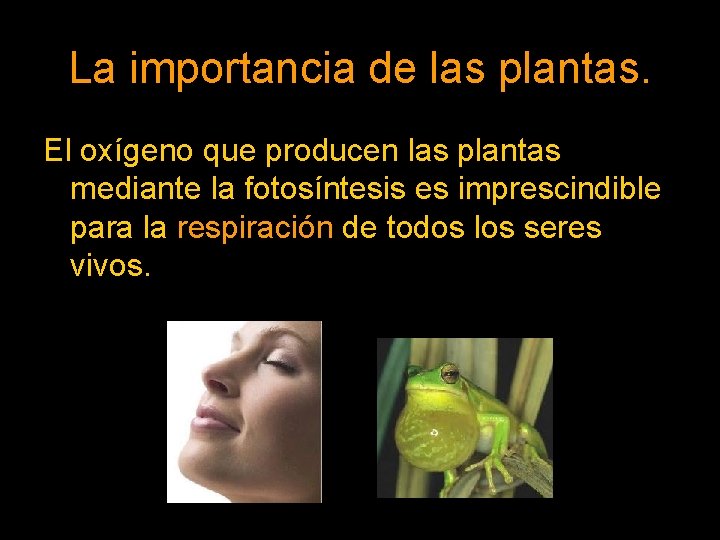 La importancia de las plantas. El oxígeno que producen las plantas mediante la fotosíntesis