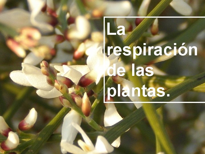 La respiración de las plantas. 