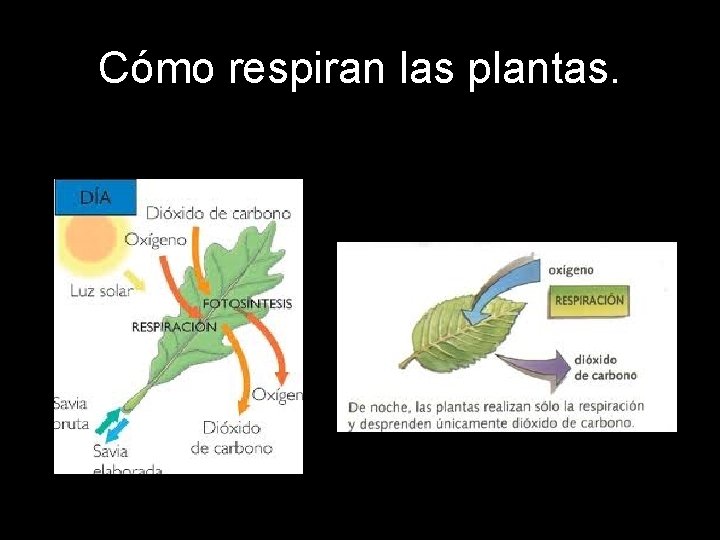 Cómo respiran las plantas. 