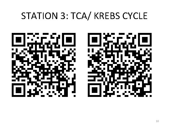 STATION 3: TCA/ KREBS CYCLE 10 