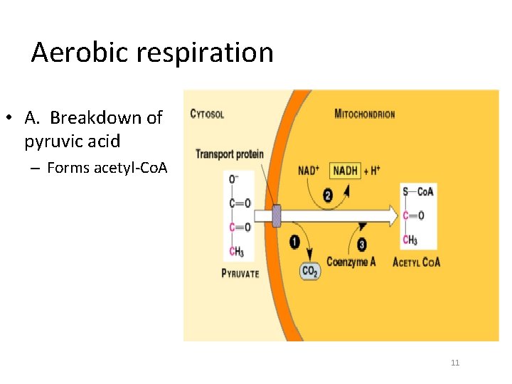 Aerobic respiration • A. Breakdown of pyruvic acid – Forms acetyl-Co. A 11 