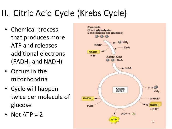 II. Citric Acid Cycle (Krebs Cycle) • Chemical process that produces more ATP and