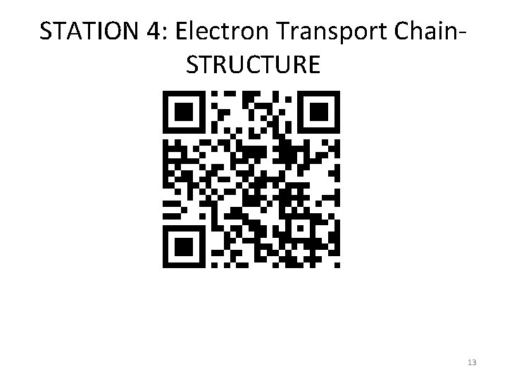 STATION 4: Electron Transport Chain. STRUCTURE 13 