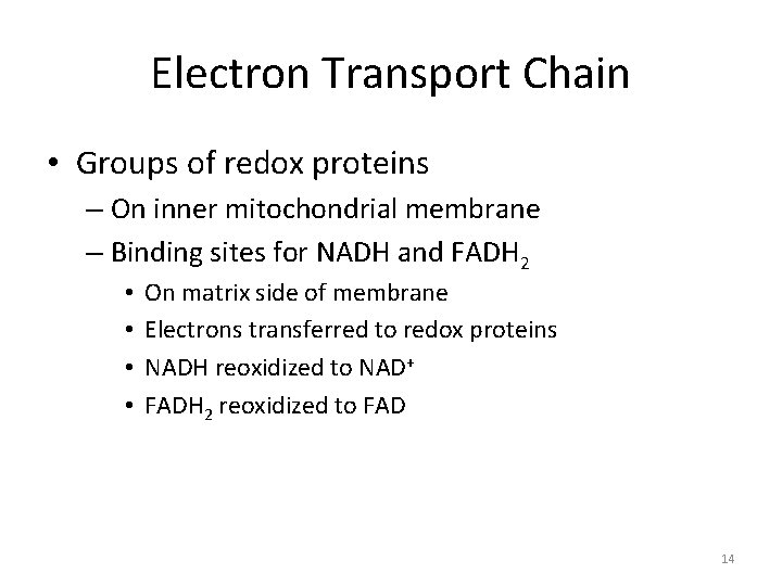 Electron Transport Chain • Groups of redox proteins – On inner mitochondrial membrane –