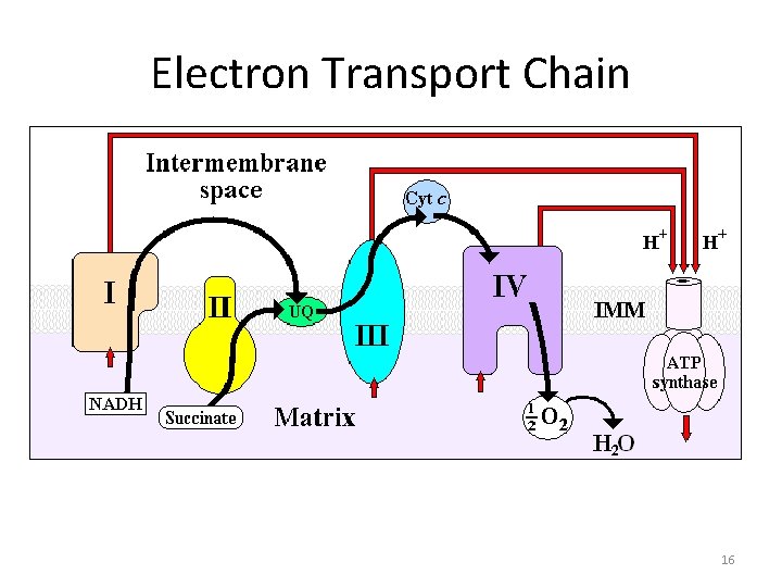 Electron Transport Chain 16 