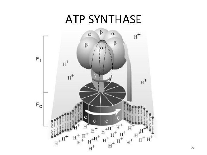 ATP SYNTHASE 27 