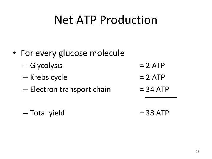 Net ATP Production • For every glucose molecule – Glycolysis – Krebs cycle –