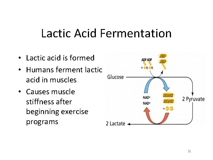 Lactic Acid Fermentation • Lactic acid is formed • Humans ferment lactic acid in