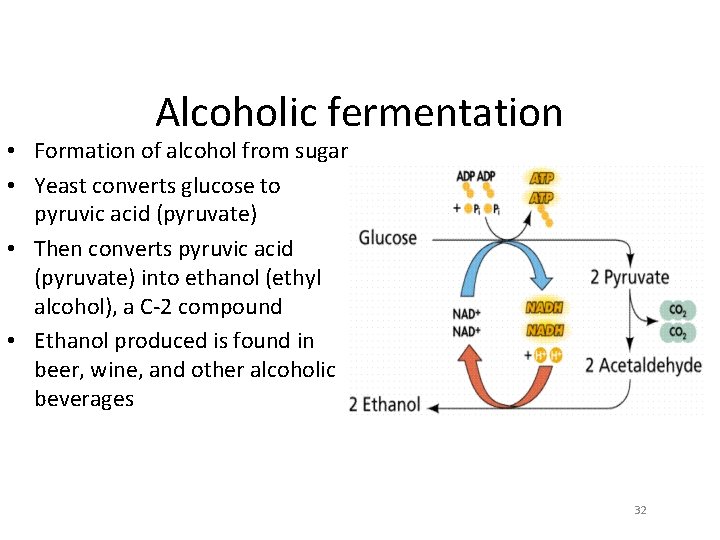 Alcoholic fermentation • Formation of alcohol from sugar • Yeast converts glucose to pyruvic