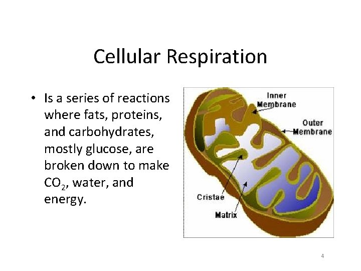 Cellular Respiration • Is a series of reactions where fats, proteins, and carbohydrates, mostly