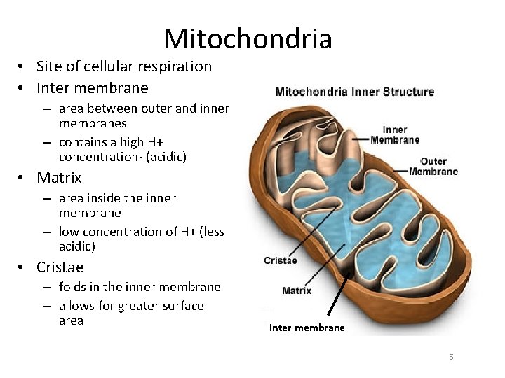 Mitochondria • Site of cellular respiration • Inter membrane – area between outer and