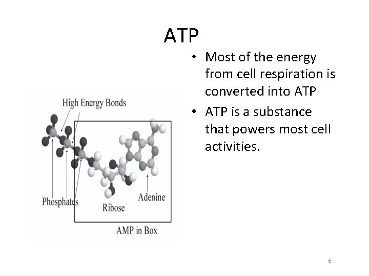 ATP • Most of the energy from cell respiration is converted into ATP •