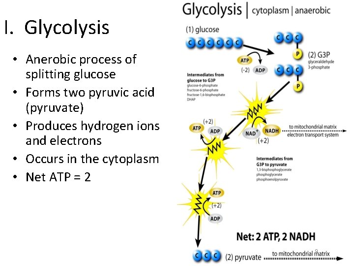 I. Glycolysis • Anerobic process of splitting glucose • Forms two pyruvic acid (pyruvate)