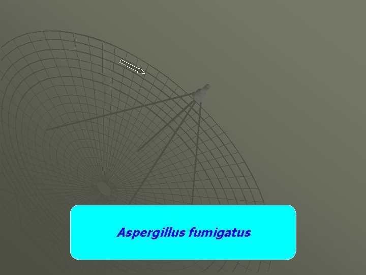 Aspergillus fumigatus 