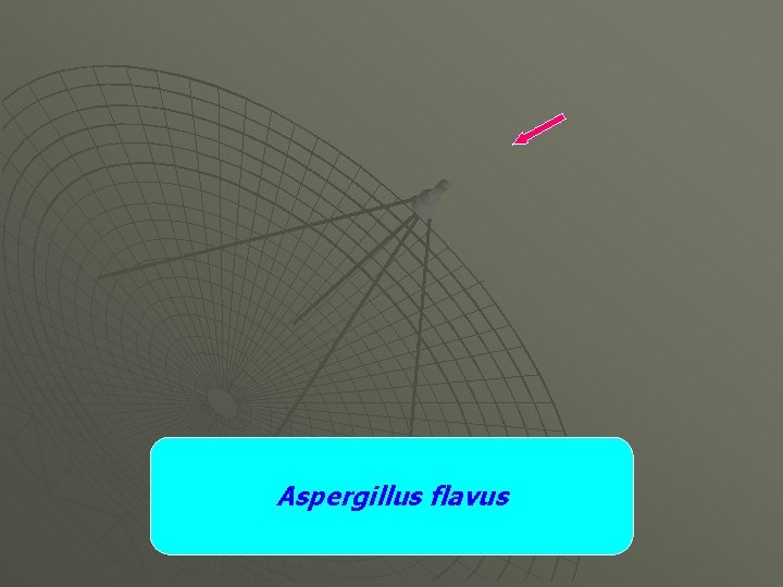 Aspergillus flavus 