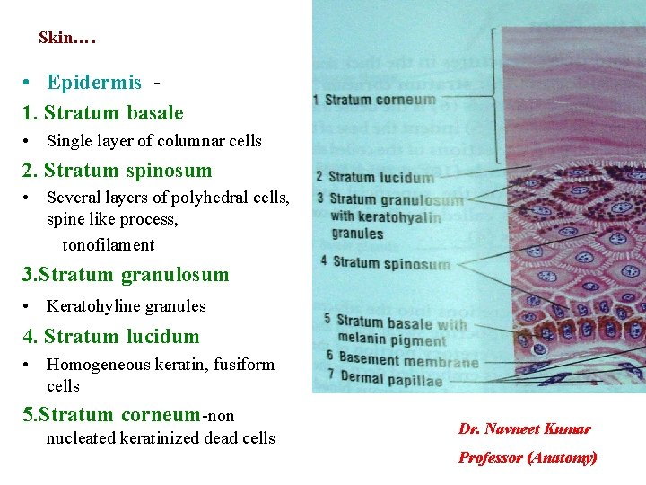 Skin…. • Epidermis 1. Stratum basale • Single layer of columnar cells 2. Stratum