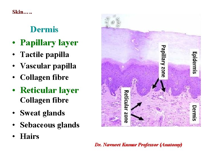 Skin…. . Dermis • Papillary layer • Tactile papilla • Vascular papilla • Collagen