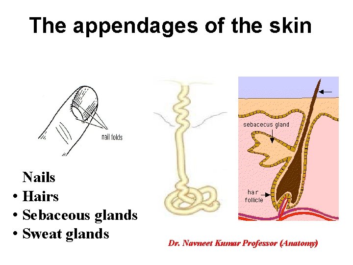 The appendages of the skin • Nails • Hairs • Sebaceous glands • Sweat