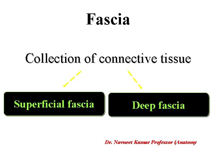 Fascia Collection of connective tissue Superficial fascia Deep fascia Dr. Navneet Kumar Professor (Anatomy