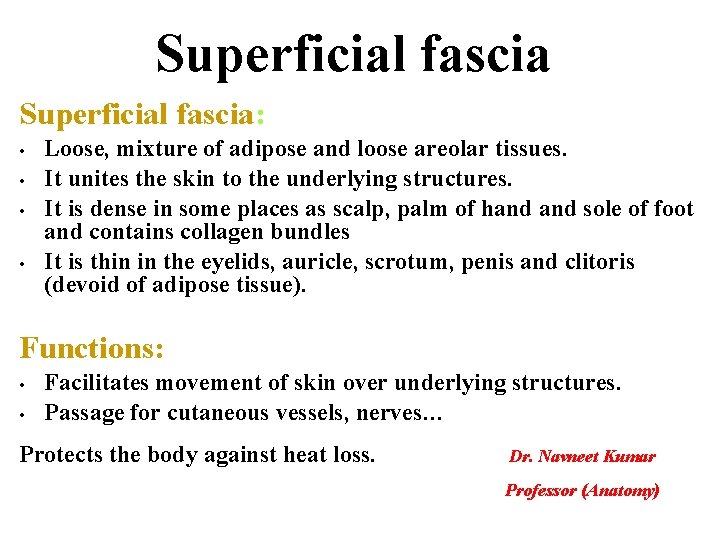 Superficial fascia: • • Loose, mixture of adipose and loose areolar tissues. It unites