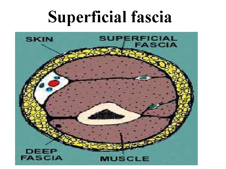 Superficial fascia 