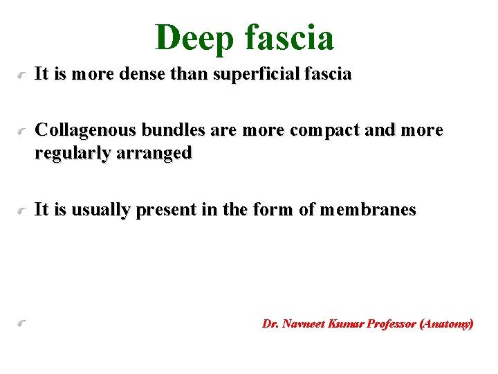 Deep fascia It is more dense than superficial fascia Collagenous bundles are more compact