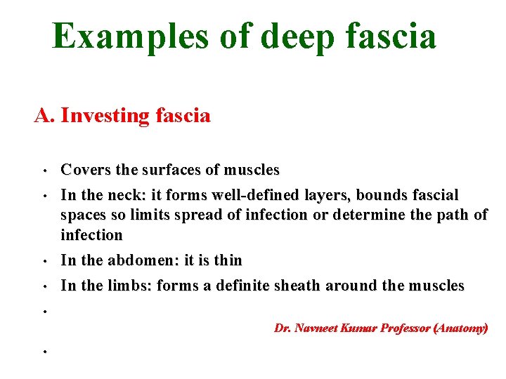 Examples of deep fascia A. Investing fascia • • Covers the surfaces of muscles