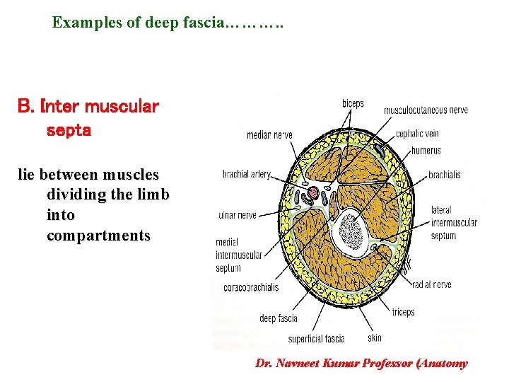 Examples of deep fascia………. . B. Inter muscular septa lie between muscles dividing the
