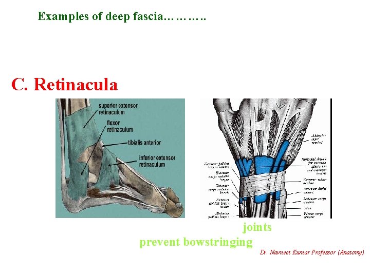 Examples of deep fascia………. . C. Retinacula Localized thickening of deep fascia around joints,