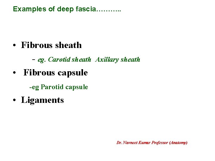 Examples of deep fascia………. . • Fibrous sheath - eg. Carotid sheath • Fibrous