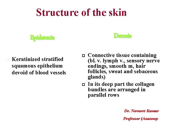 Structure of the skin Dermis Epidermis q Keratinized stratified squamous epithelium devoid of blood