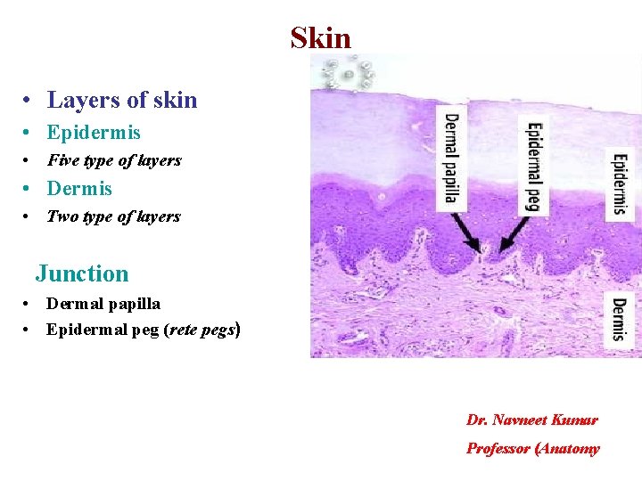 Skin • Layers of skin • Epidermis • Five type of layers • Dermis